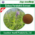 Natural Coleus Forskohlii Extract Forskolin